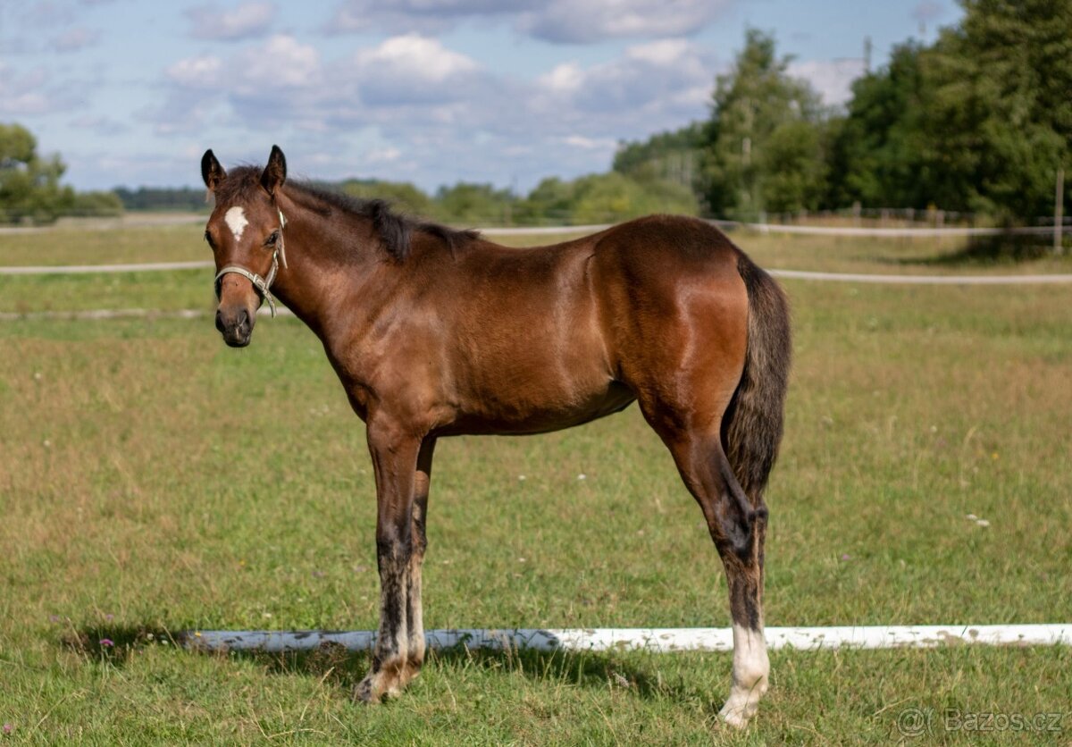 Klisna -Welsh part bred - 4