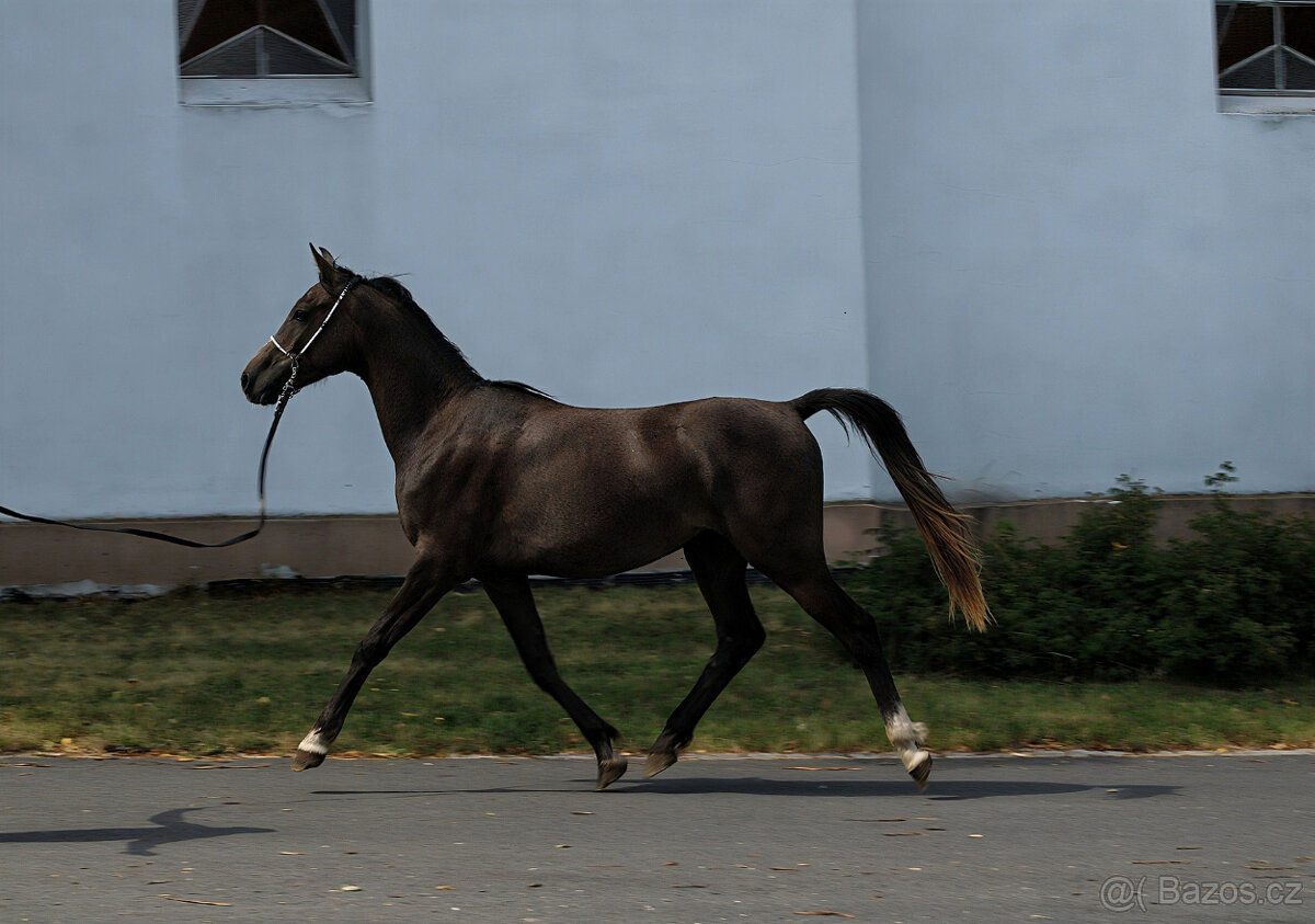 Nabízíme k prodeji arabské plnokrevníky - 4