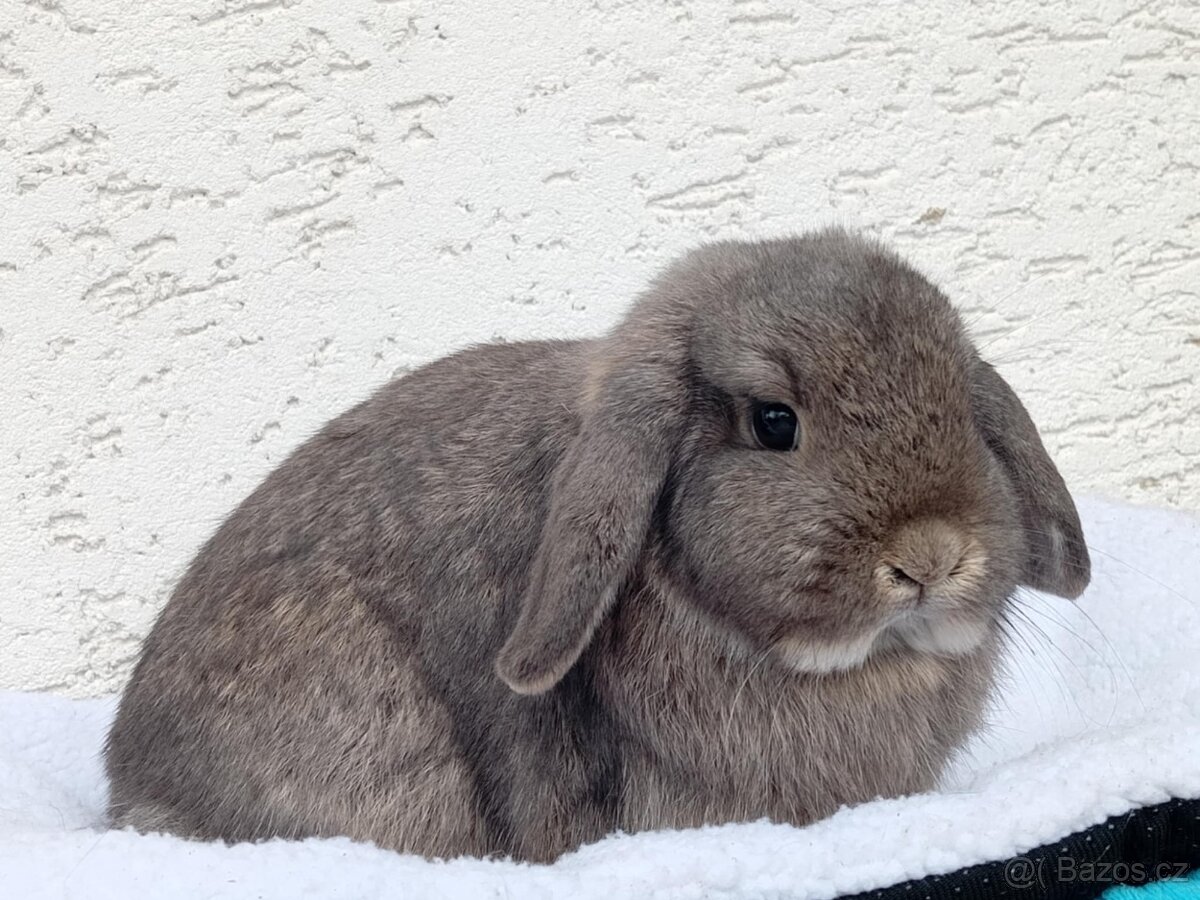 Volná samička - Anglický Zakrslý Beránek MiniLop🍑🧡 - 4