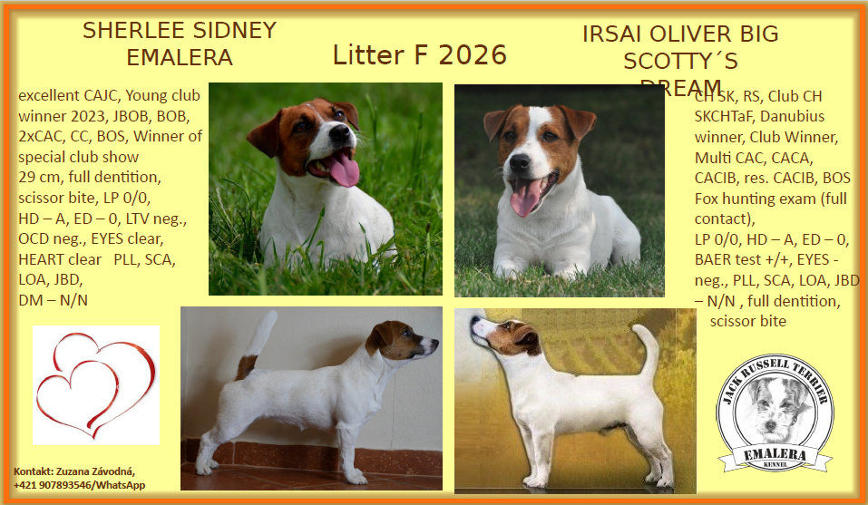 Jack russel terier s PP - 4