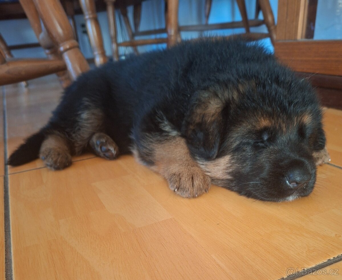 Německý ovčák - štěňata s PP - 4