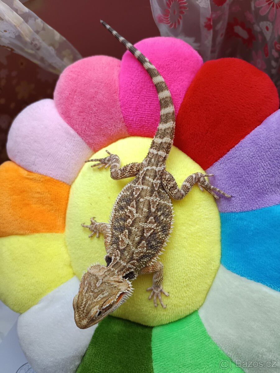 PRODÁNO Agama vousatá - Plzeň - SAMEC - 4