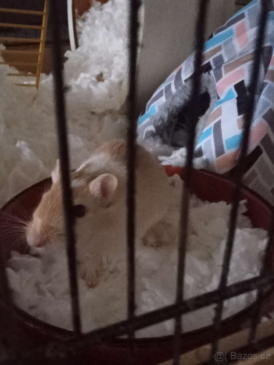 Daruji dvě samice pískomila - 4