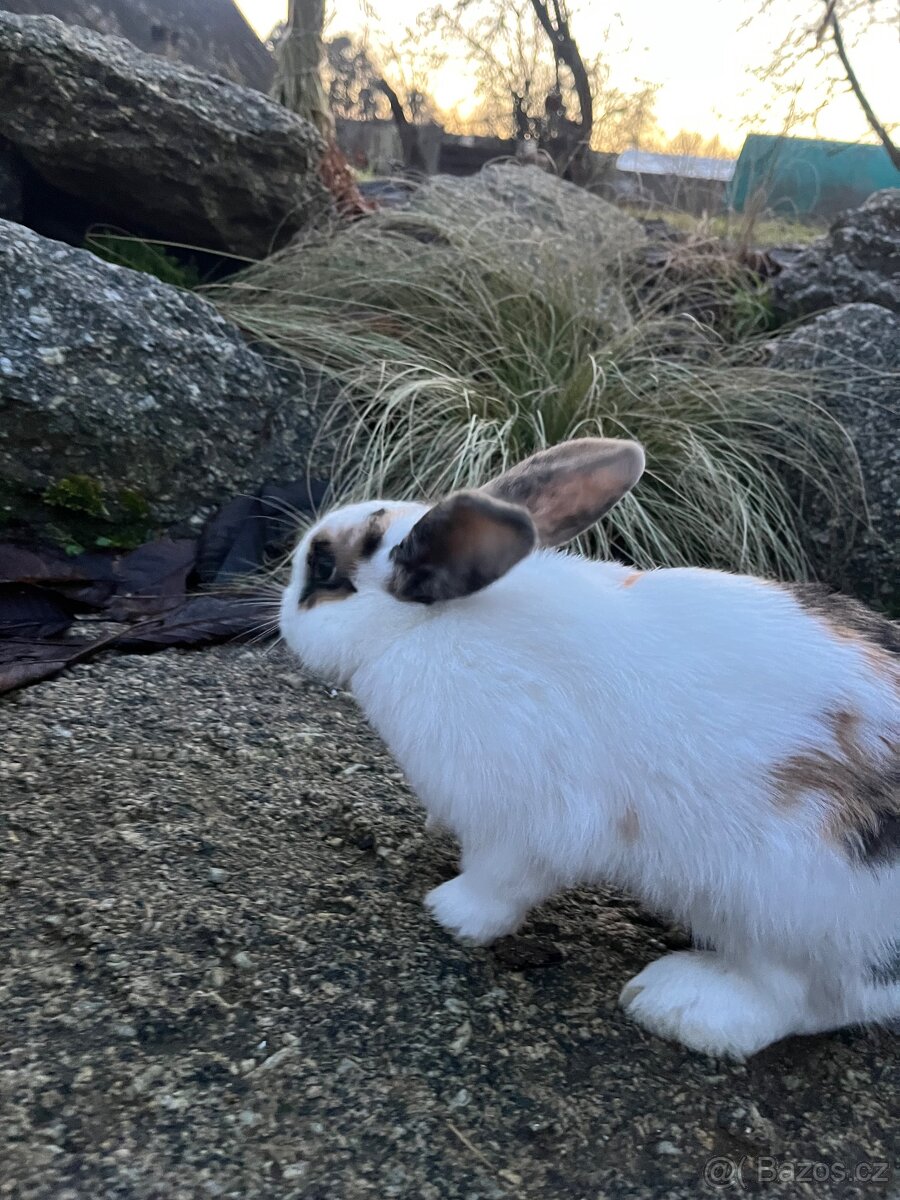 Zakrslý beránek - holčička ❤️ - 4