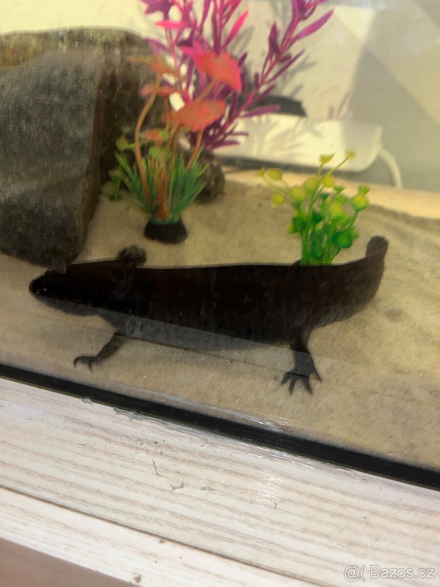 Axolotl Mexický 2x - 4