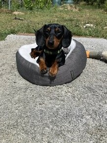 Jezevčík ke krytí - 4