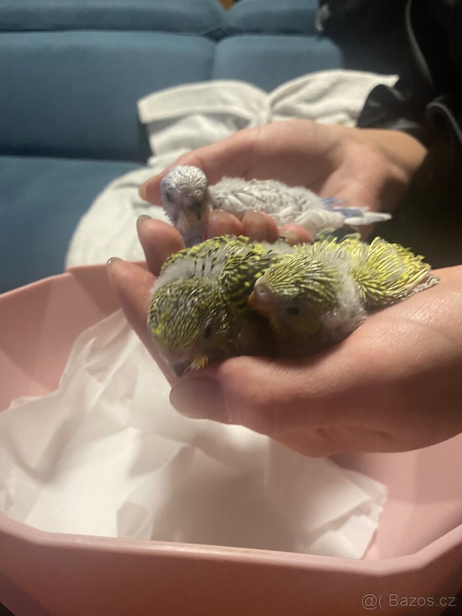 Andulka vlnkovaná - 4