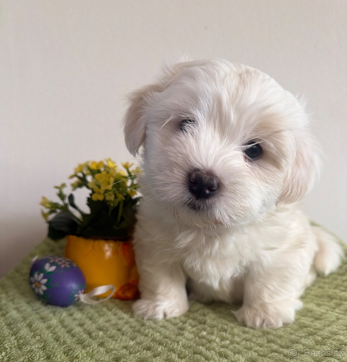Coton de Tulear s PP - 4