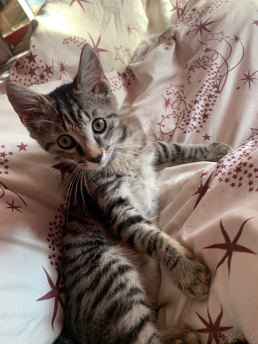 Koťátka - 4