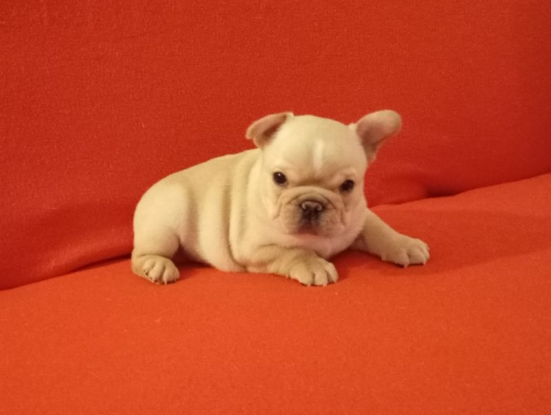 Francouzský buldoček - 4