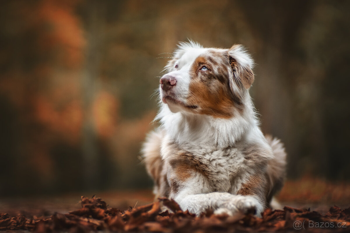 Meopta Meostigmat 100/2 Sony E a další - 4