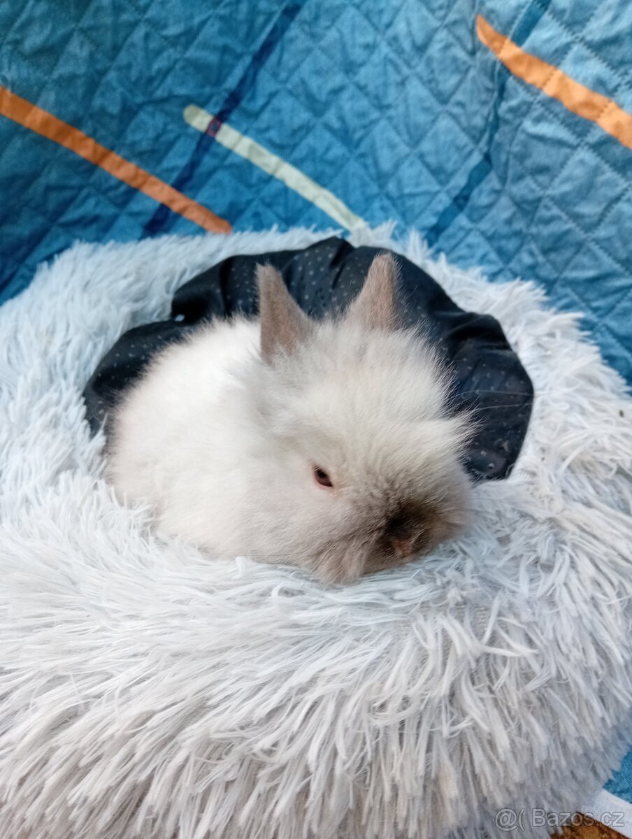 Zakrslý králíček teddy J1 - 4