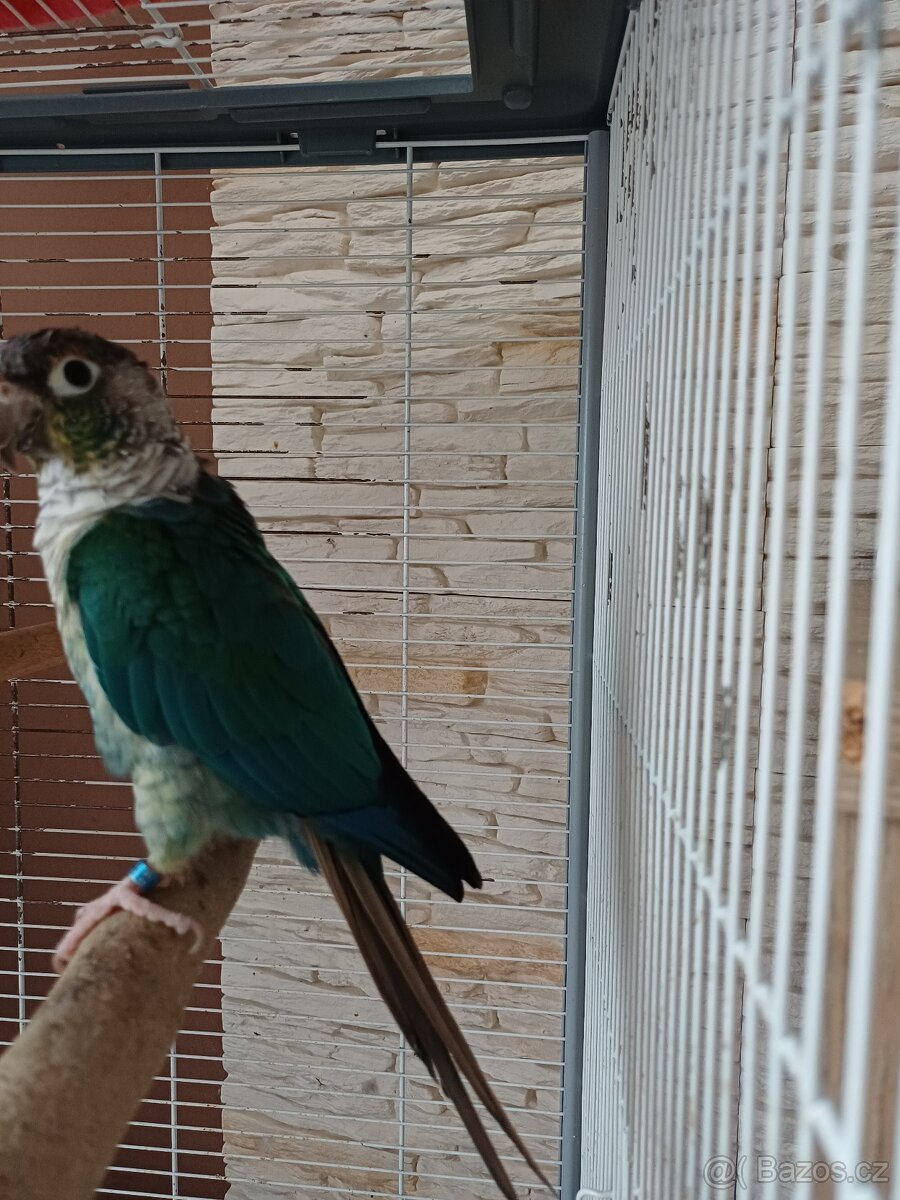 Pyrura zelenolici tyrkys - 4