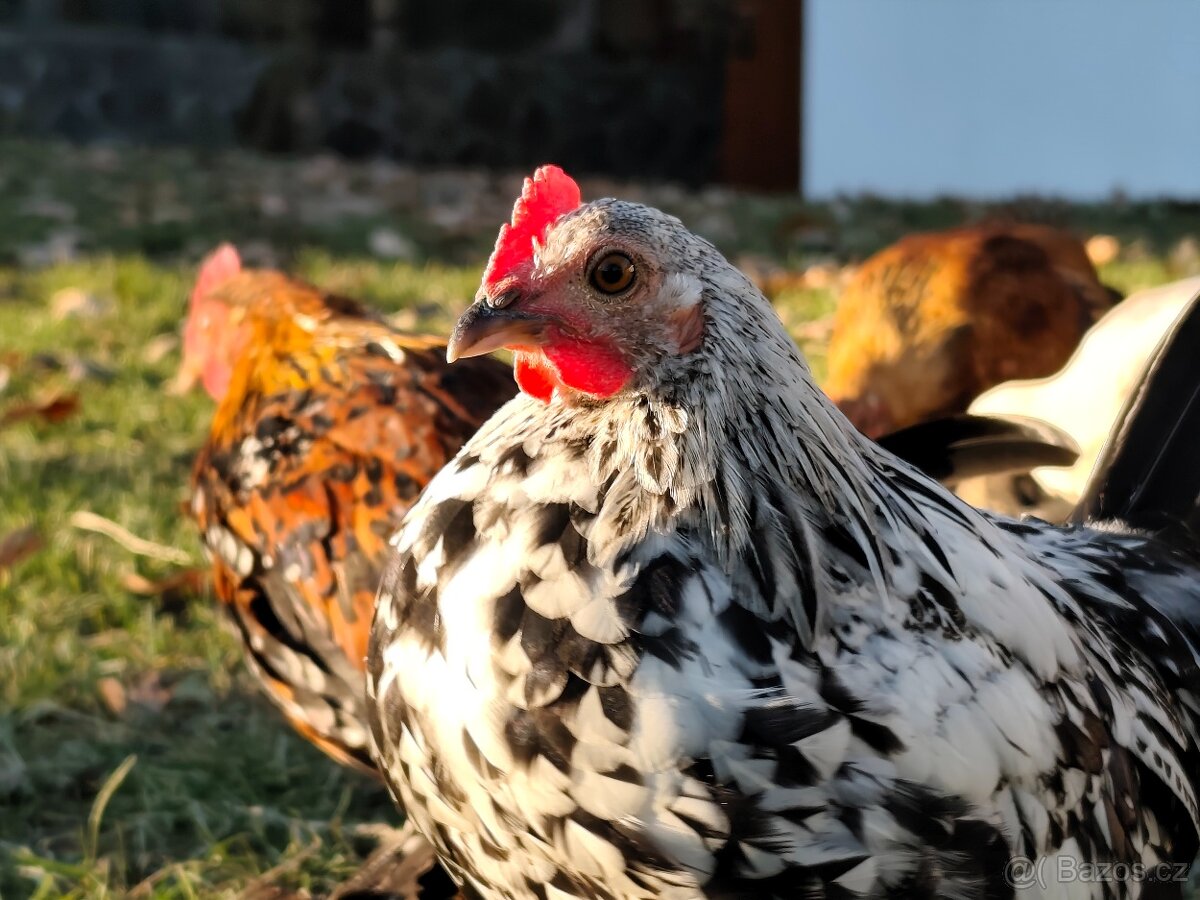 Zakrslá rousná - kohoutci - 4