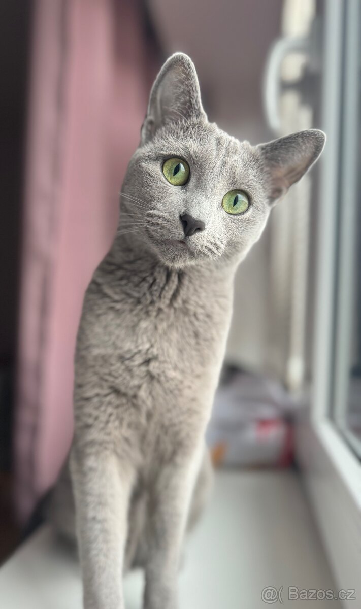 Ruská modrá mačka - 4