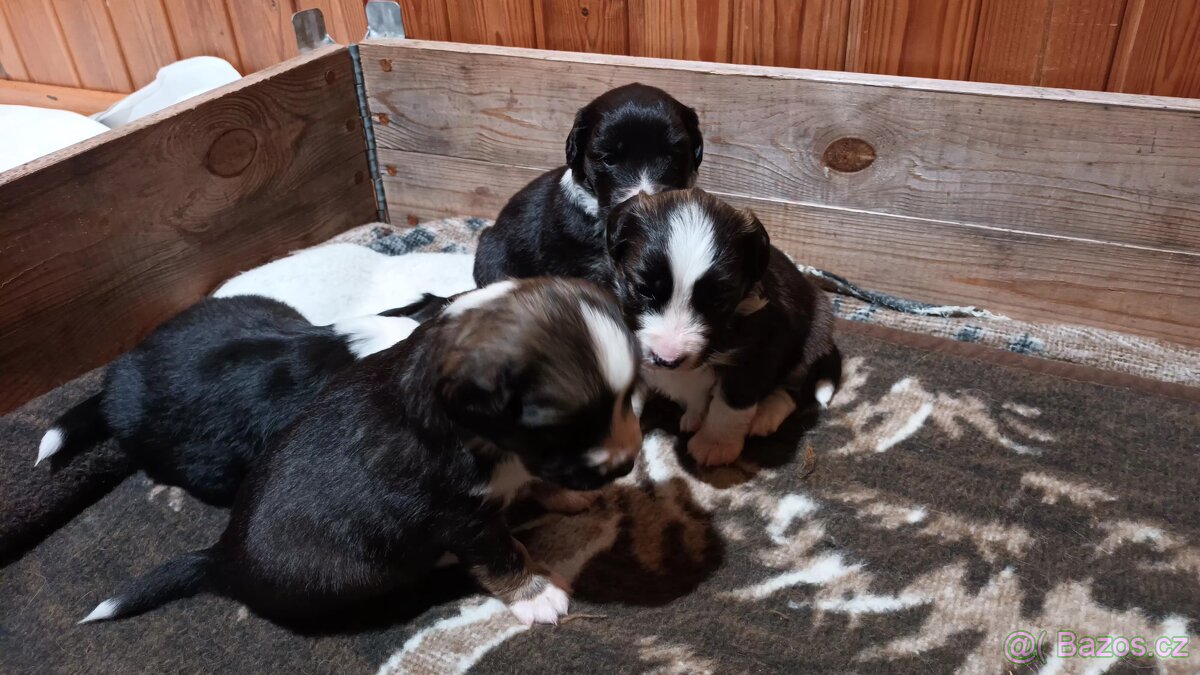 Štěňátka - 4