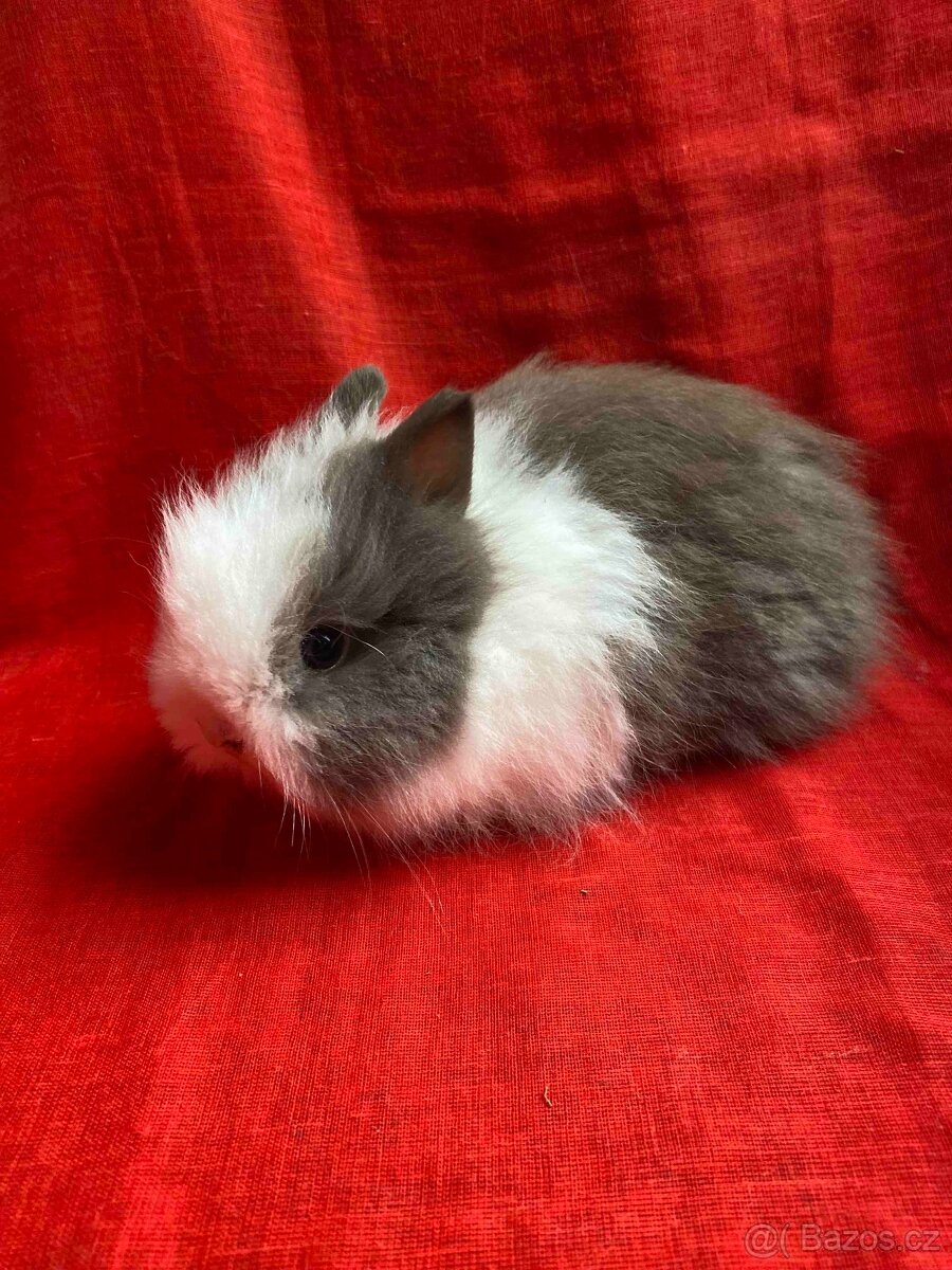 ZAKRSLÝ TEDDY KRÁLÍČEK - KRÁLÍČCI - 4