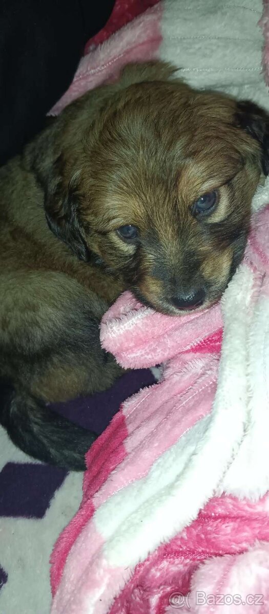 Štěně - 4