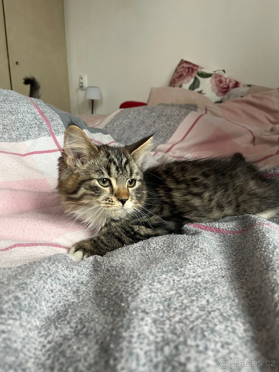 bristká kočička - 4