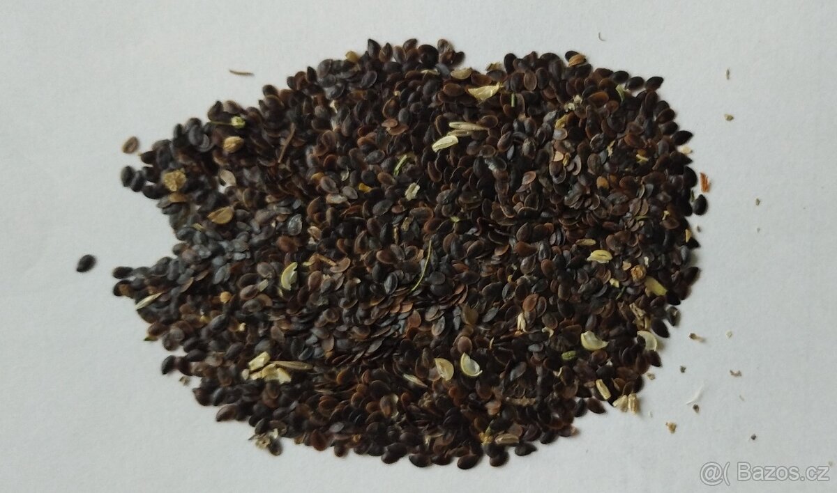 Len setý-Linum usitatissimum 2000 semen 50 Kč - 4