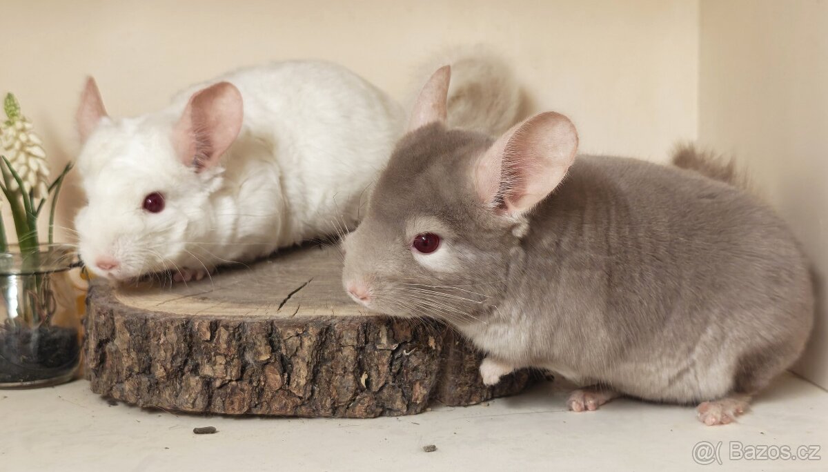 Činčila- dva samečci - 4