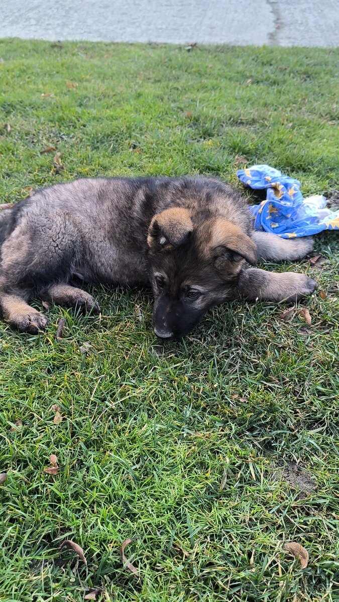 Německý Ovčák-steniatko - 4