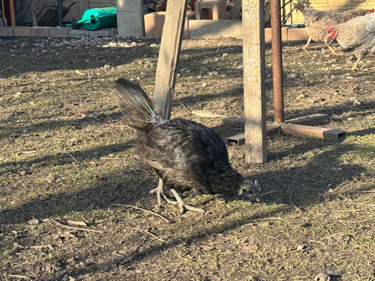 Slepice AYAM CEMANI - 4