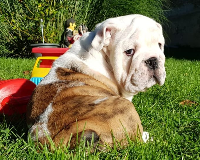 Anglický buldog - 4