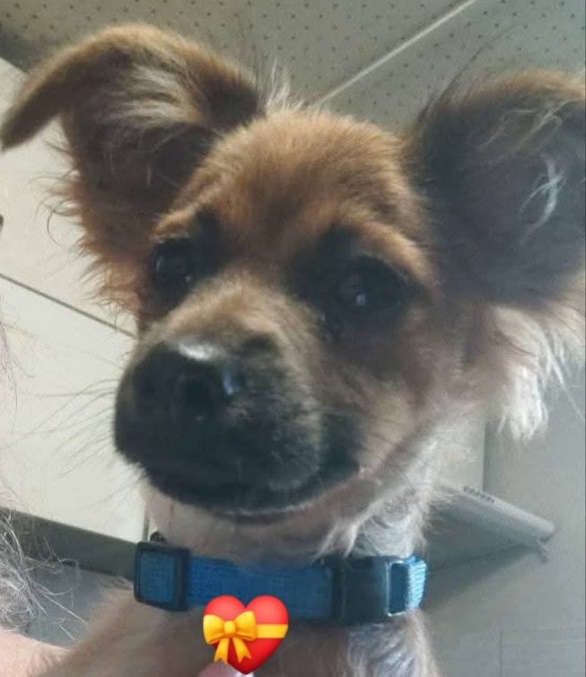 Ruský toy -PP FCI - 4