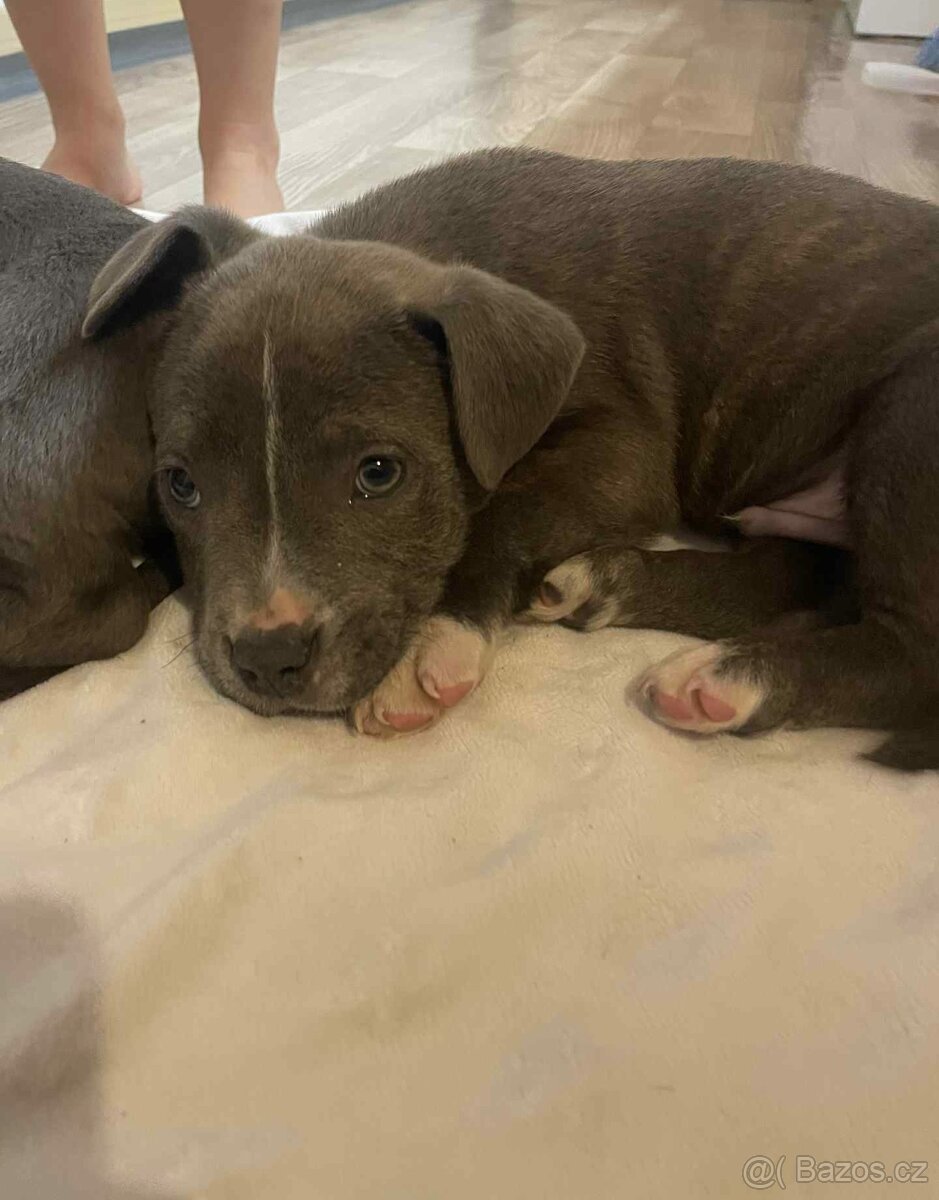 Americký stafordšírský teriér - 4