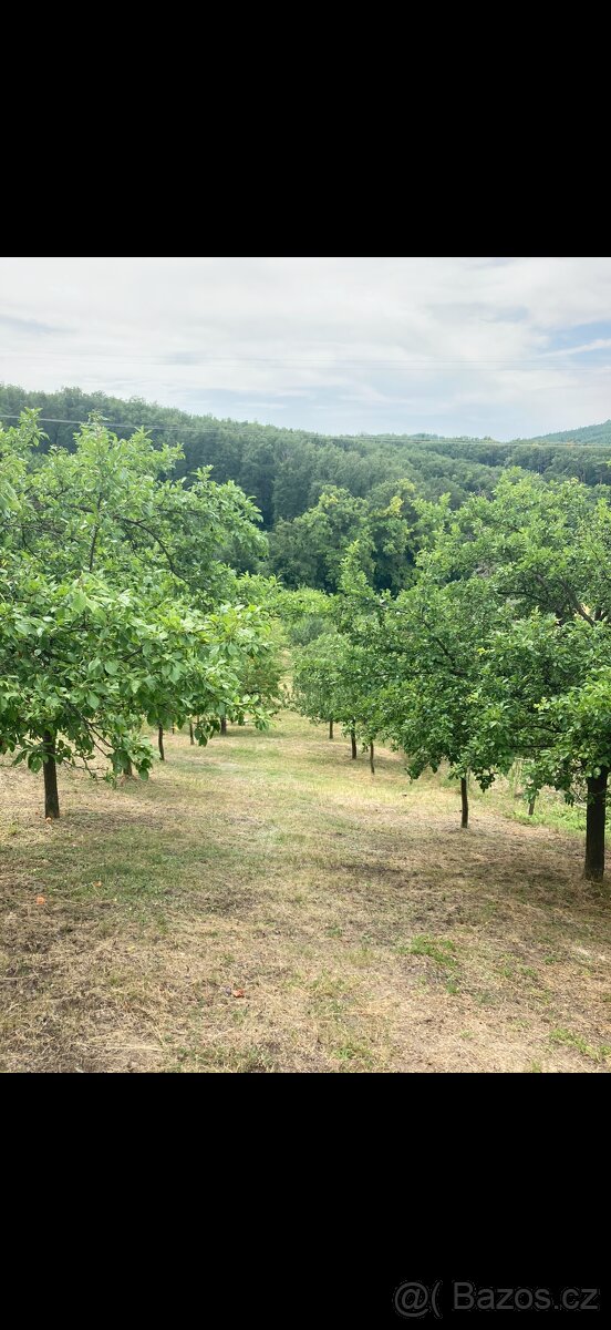 Prodej sadu 1592m2 - 4