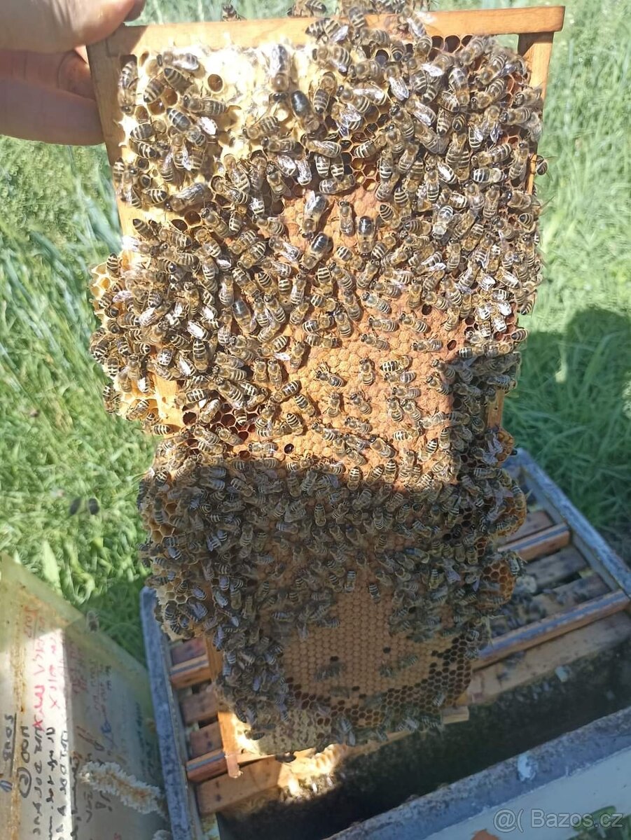 Vyzimované včelí oddělky - 4