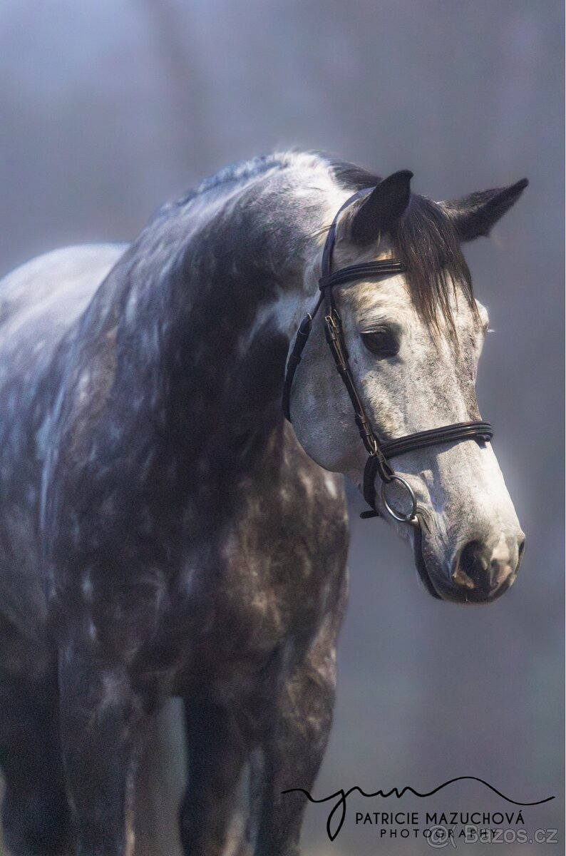 westfálský valach - 4