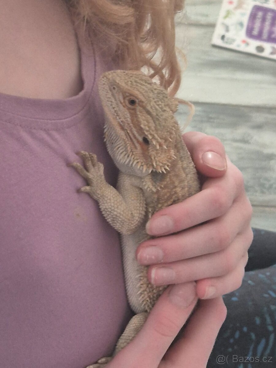 Agama vousatá - sameček - 4