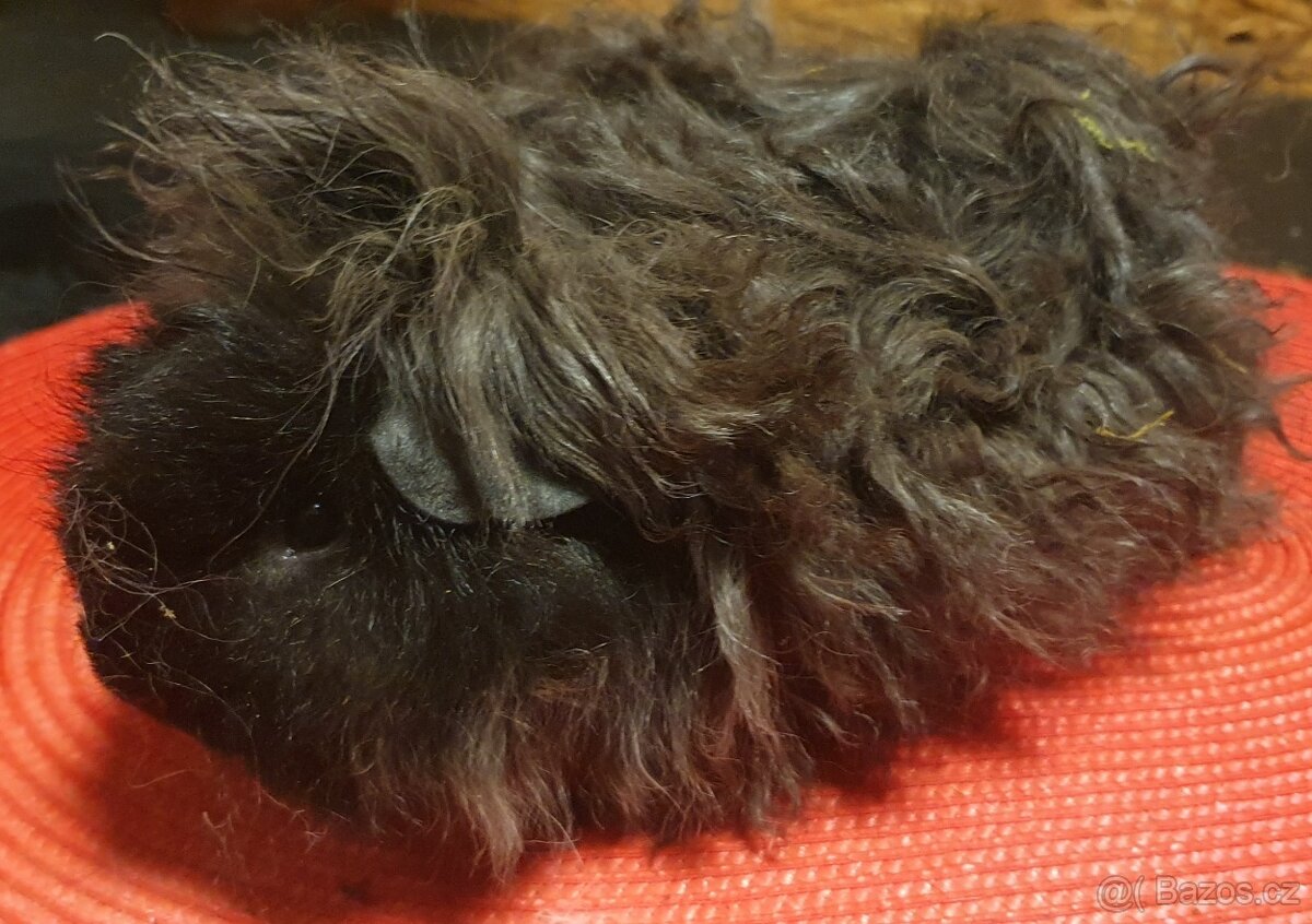 Prodám dlouhosrstá morčata lunkarye - 4