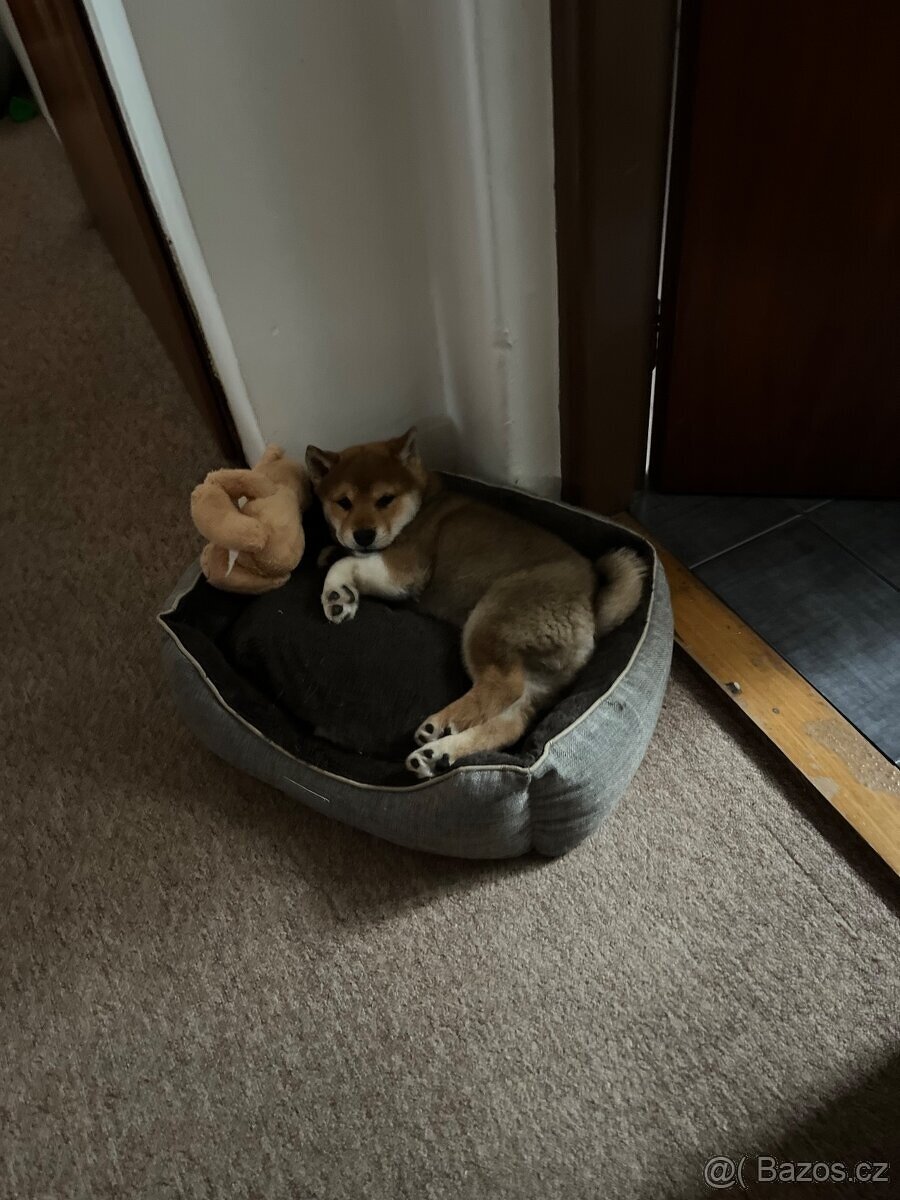 Shiba Inú s PP Fci - 4