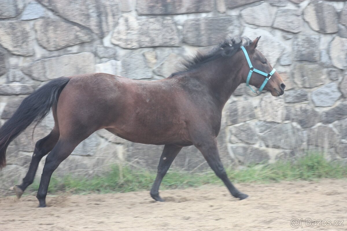 Mladá klisna Paint Horse - 4