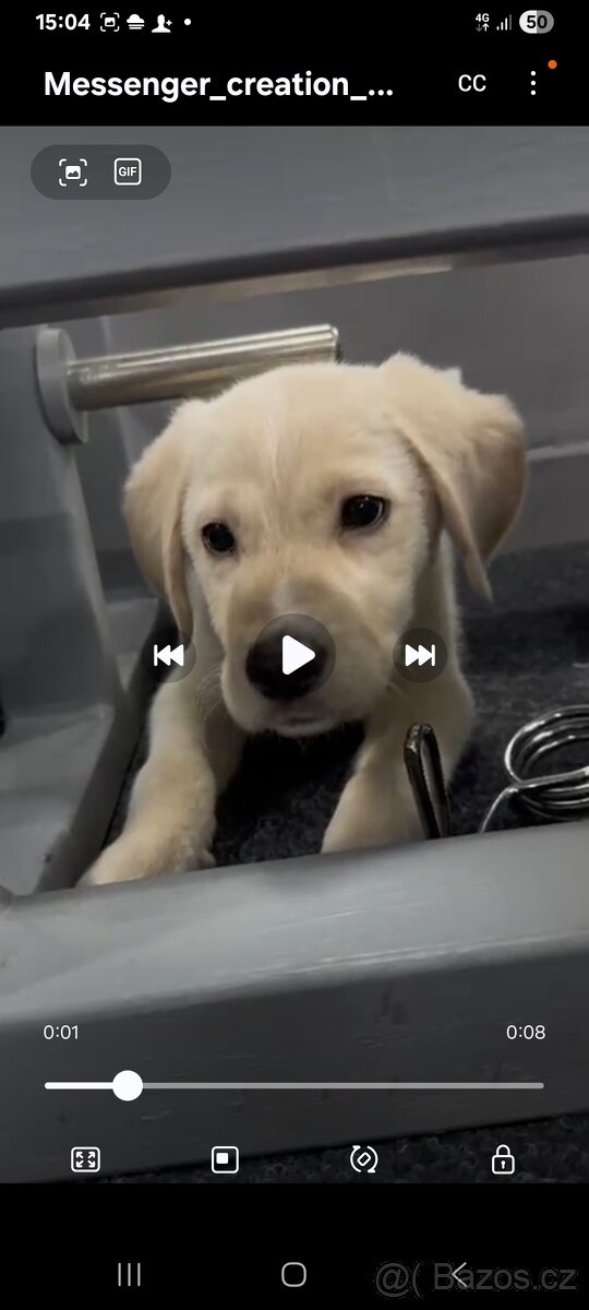 Labradorský retrívr - 4