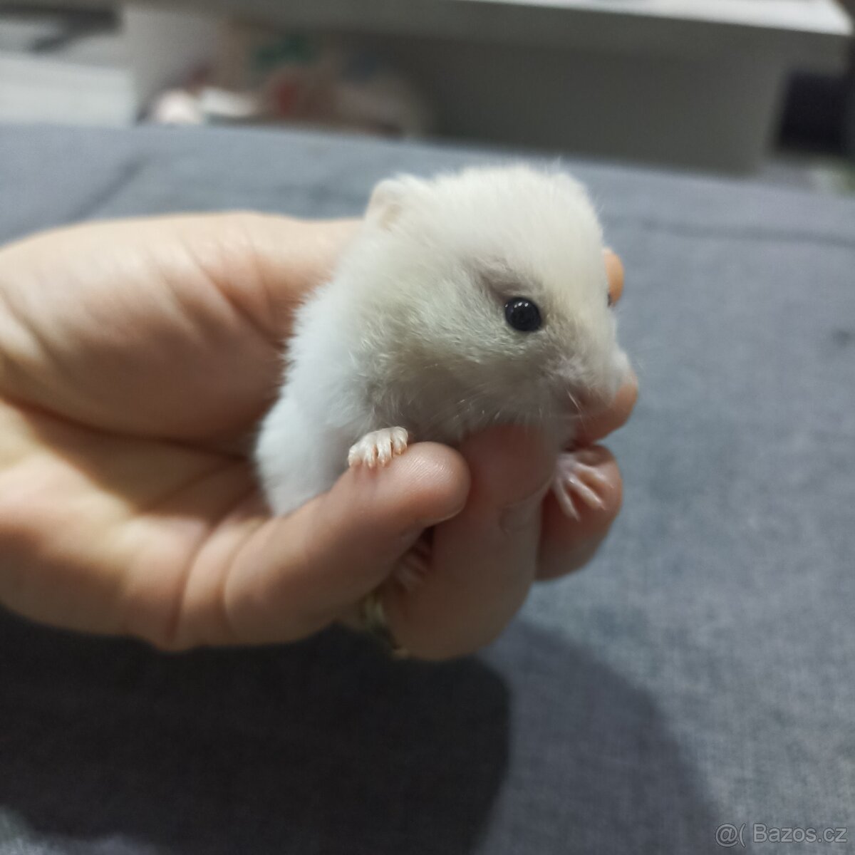 Mláďata křečka syrského - 4