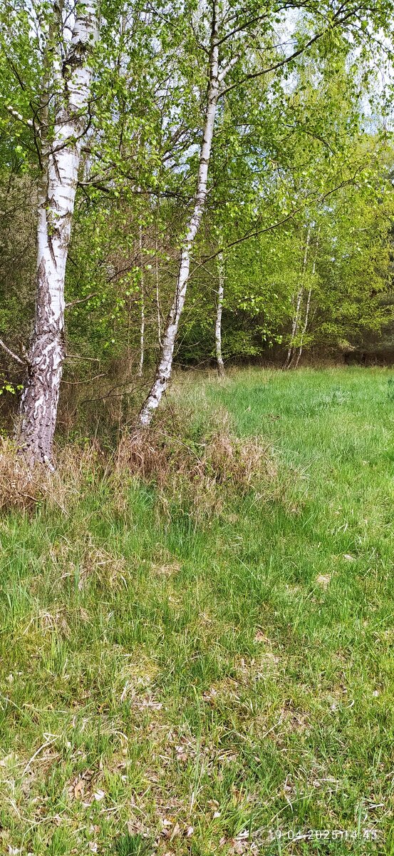 Louka v Kerském lese. - 4