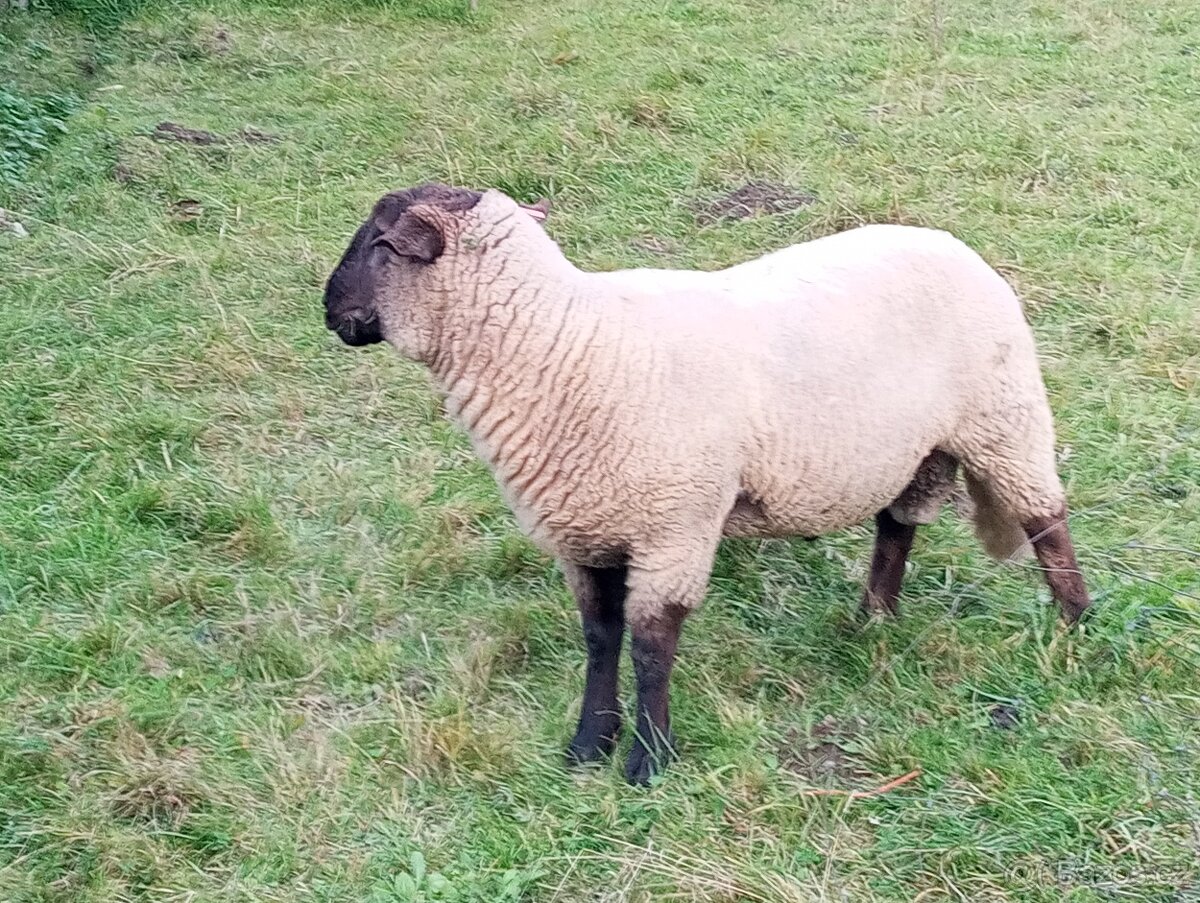 Suffolk Beran - 4