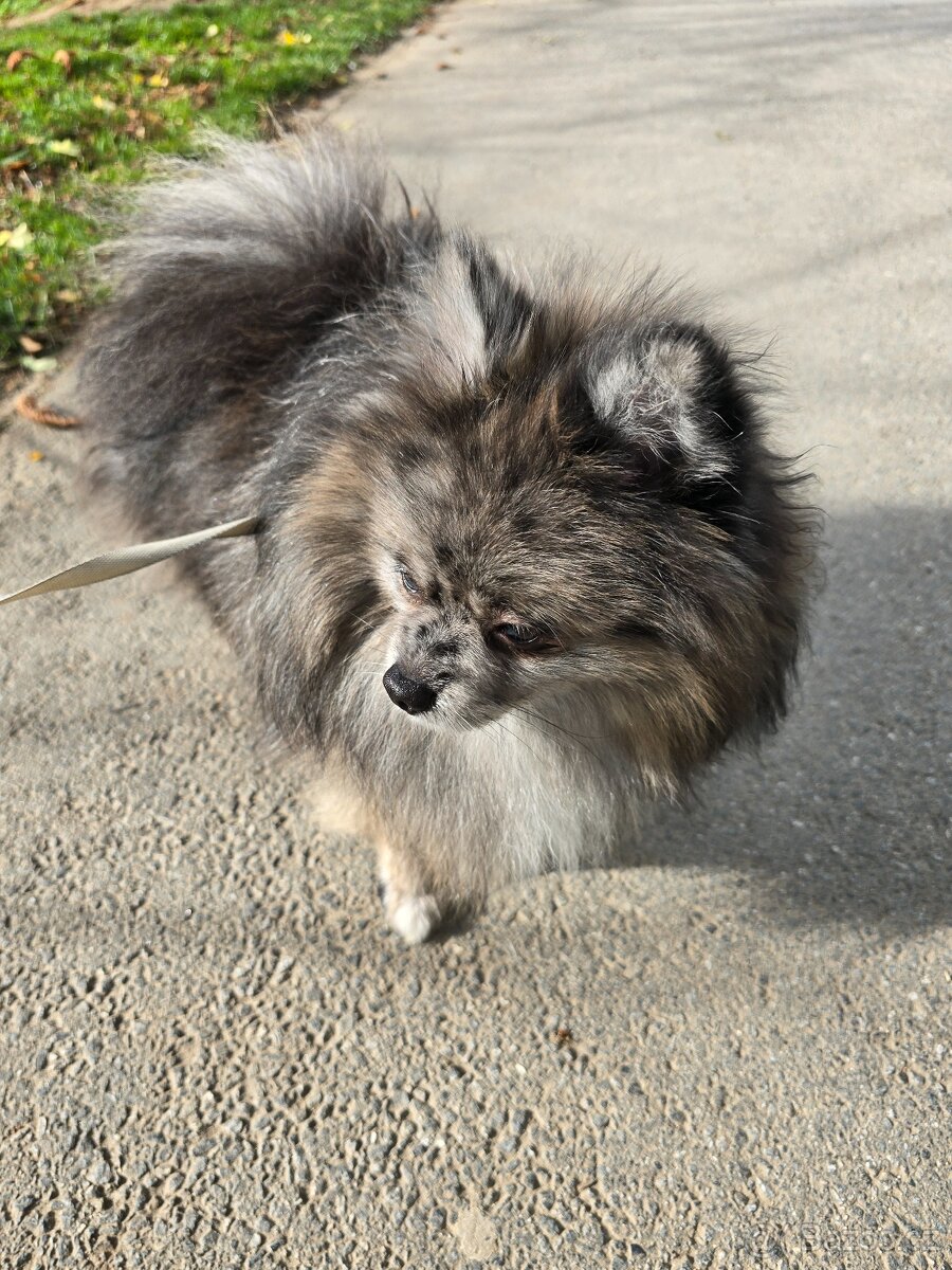 Pomeranian pejsek bez PP - 4