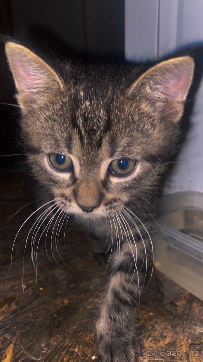 Daruji 4 koťátka - 4