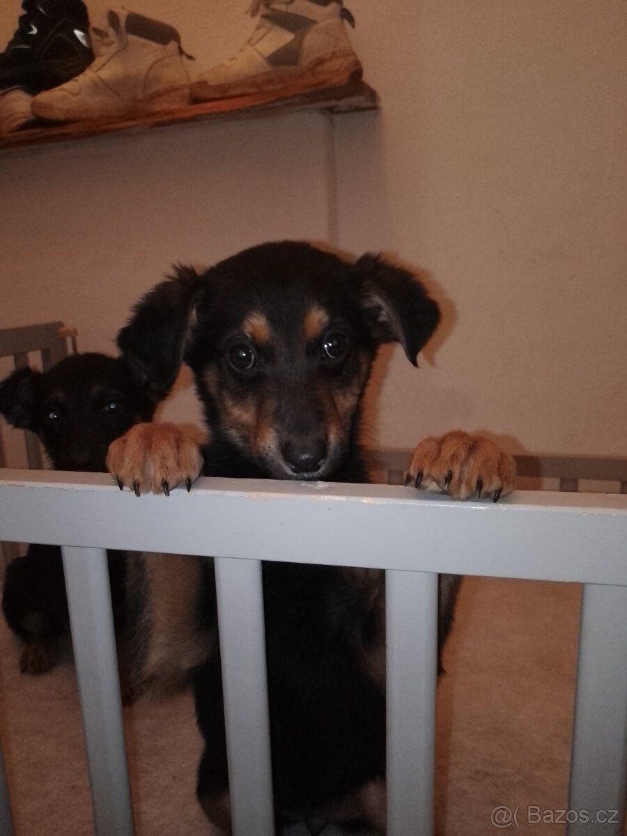 Vlčak kříženec Baucerona - 4