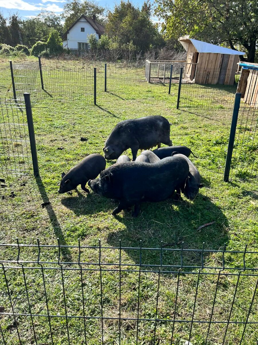 Prase Vietnamské - 4