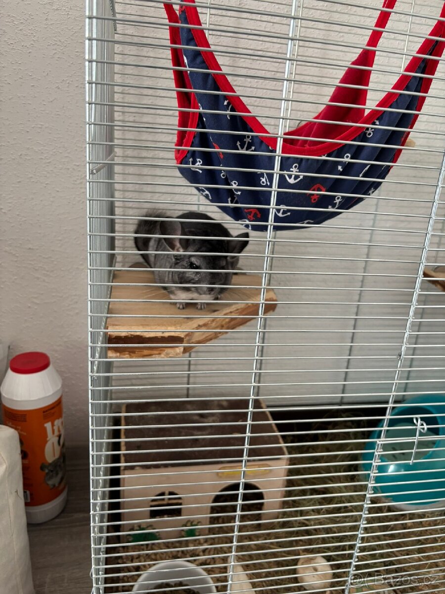 Činčila 1.5 roku - 4