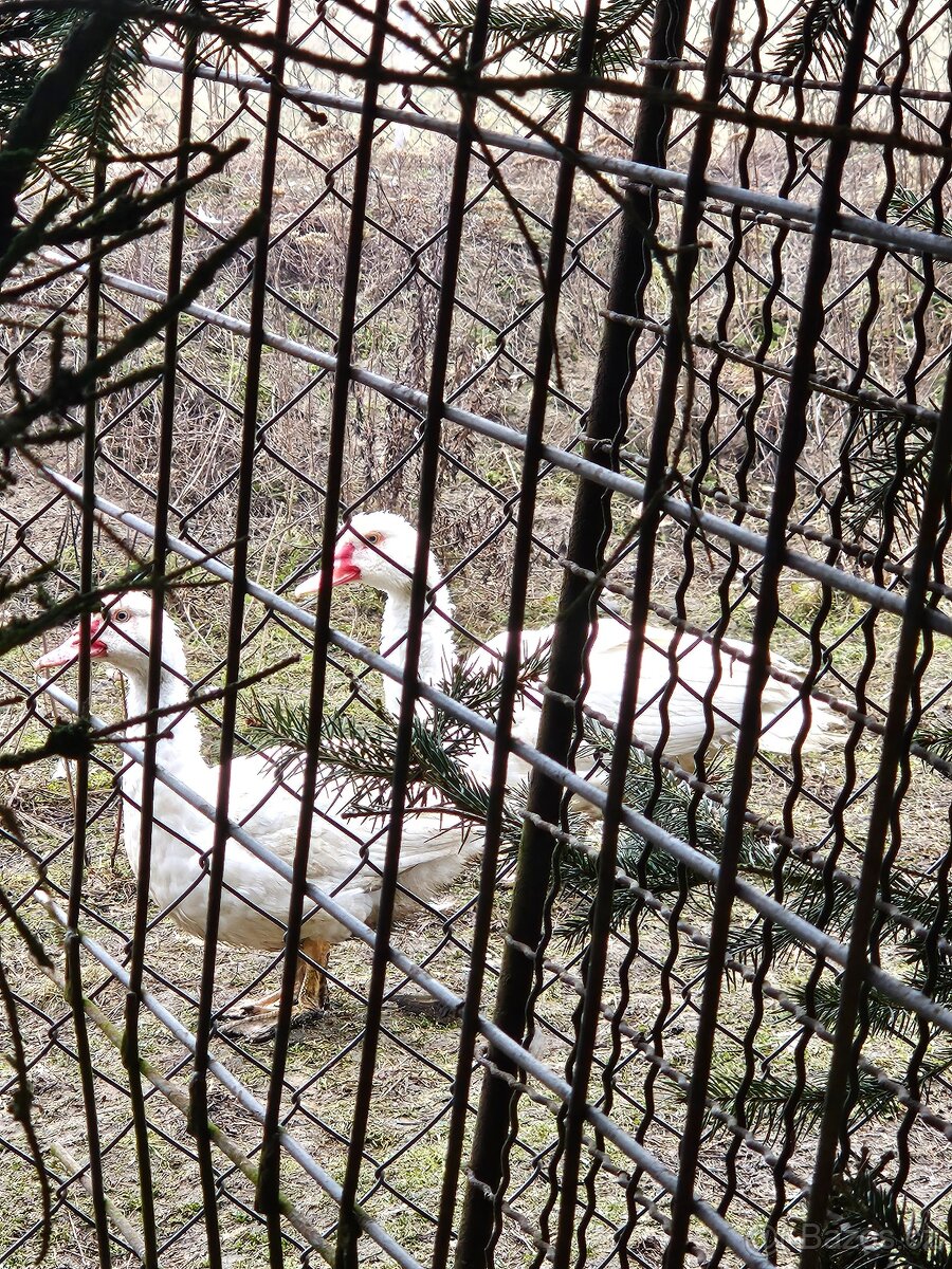 Kachny pižmové - 4