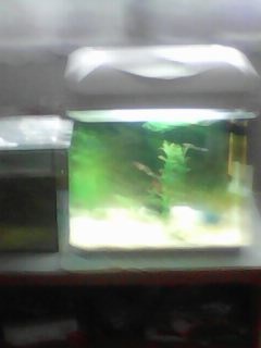 AKVARIJNI SET S OSVETLENIM NA 35 LITRU - 4