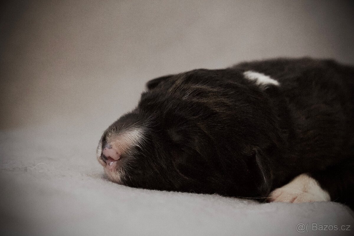 Border Collie s PP / Border Kolie s PP - 4