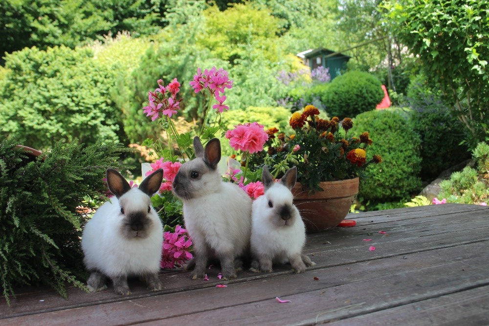 Zakrslý králík siamský žlutý s rodokmenem - 4